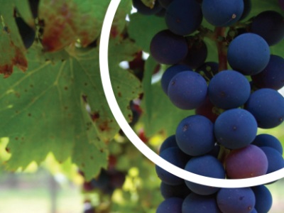 Private Wine Tours